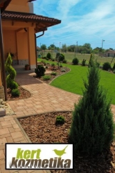 Tűleveles kínai boróka - Juniperus chinensis Stricta (32)